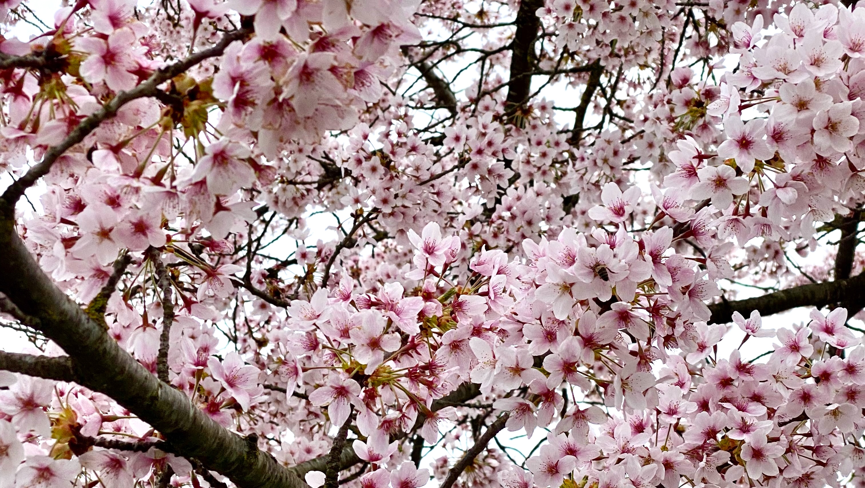 Sakura, Sakura