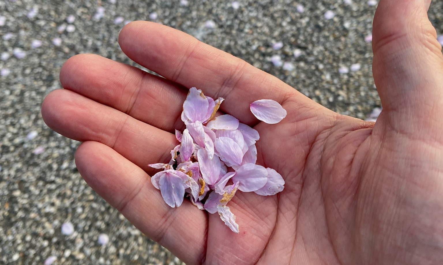 Cherry blossom leaves in the palm of my hand