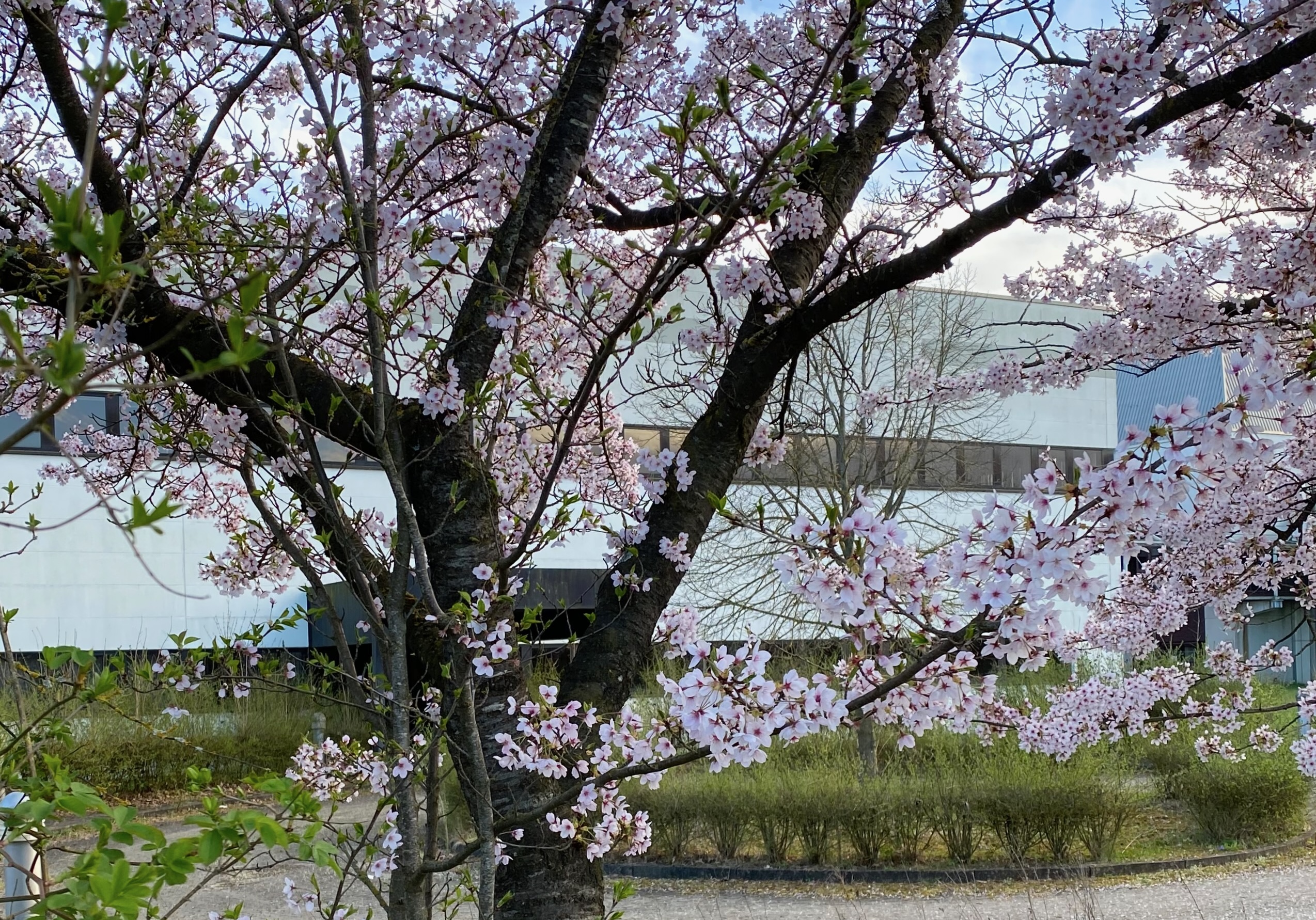 Cherry tree at the former HISEE area