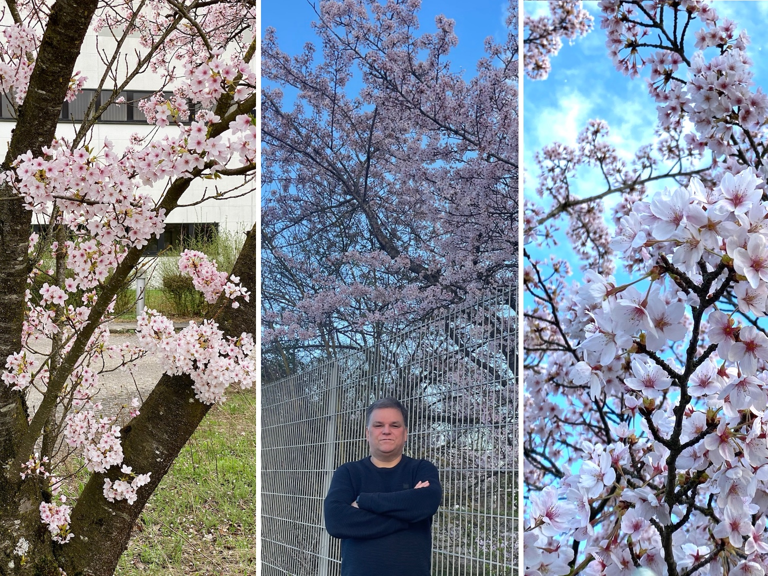 Cherry blossoms and me
